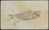 Detailed, Knightia Fossil Fish - Wyoming #42338-1